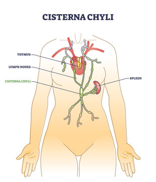 Cisterna chyli location and dilated sac anatomy description outline diagram, transparent background. Labeled educational scheme with thymus, lymph nodes and spleen system on human body illustration.