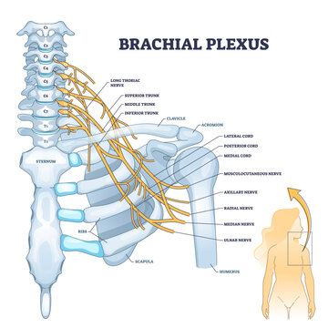 Brachial plexus network of nerves in the shoulder structure outline concept, transparent background. Labeled educational skeletal scheme with neurology graphic illustration.