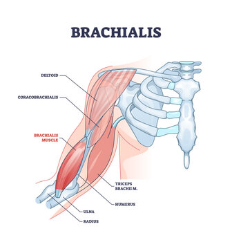 Brachialis muscle with human arm and shoulder bone structure outline diagram, transparent background. Labeled educational medical deltoid and coracobrachialis scheme.