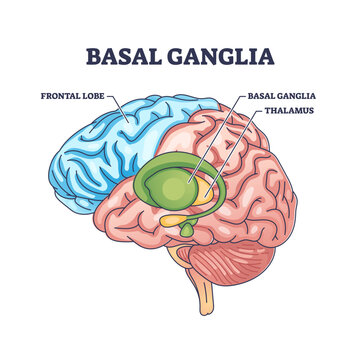 Basal ganglia or nuclei location and human brain structure outline diagram, transparent background. Labeled educational scheme with head parts and frontal lobe or thalamus sections illustration.