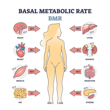 Basal metabolic rate or BMR percentage consumption by organs outline diagram, transparent background. Labeled educational scheme with human body energy usage for everyday function illustration.