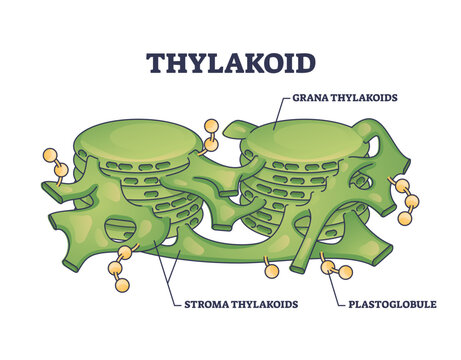 Thylakoid membrane bound chloroplast compartments structure outline diagram, transparent background. Labeled educational botany scheme with grana and stroma thylakoids.