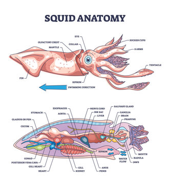 Squid anatomy and underwater creature inner biological parts structure outline diagram, transparent background. Labeled educational zoology scheme.
