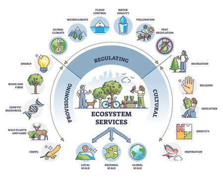 Provisioning, regulating and cultural services division outline diagram, transparent background. Labeled educational ecosystem services subdivision explanation.