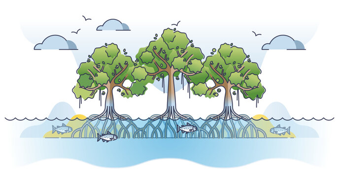 Mangrove trees with underwater roots system as tropical plant outline concept, transparent background. Living flora in wet environment and coastal saline or brackish water areas illustration.