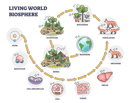 Living world biosphere with structural hierarchy division outline concept, transparent background.Labeled educational classification from atom to bioma categories illustration.