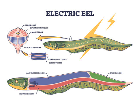 Electric eel anatomy as fish structure with inner organs outline diagram, transparent background. Labeled educational biological scheme with swimming muscles.
