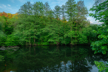 Fototapeta premium Wide tranquil view of a slow moving river creating a perfect mirror reflection of the dense green forest and tall trees growing along its peaceful secluded banks on a beautiful summer day.