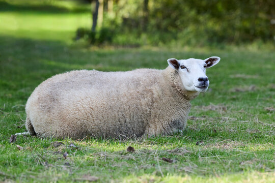 A docile sheep with a thick fleece rests peacefully on vibrant green grass in a sunny field. Its head is slightly raised, observing its serene natural surroundings. A charming rural animal portrait.