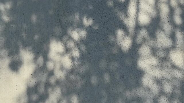 Soft Botanical Shadows on Textured Gray Wall with Copy Space Background