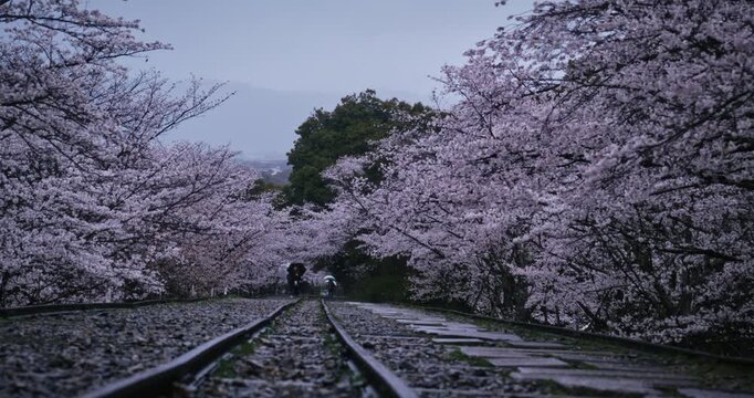 Rail and surrounding cherry blossom trees in Japan - low, wide shot