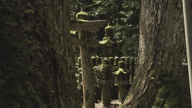 Ancient 600-Year-Old Cedar Giant and Pilgrimage Path at Okunoin, Koyasan &ndash; UNESCO World Heritage, Wakayama, Japan世界遺産・高野山奥之院「樹齢約600年の杉の巨木と参詣道」和歌山県高野町