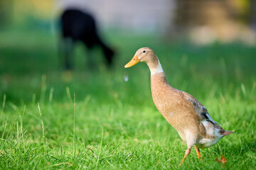 An elegant, upright Indian runner duck with a water droplet from its beak steps through vibrant green grass, a blurred farm animal grazing softly in the sunny background. © erwin