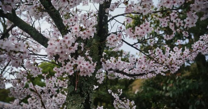 Steady cam, low shot around cherry blossom tree in japan
