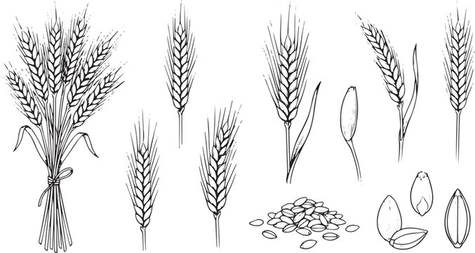 Elegant line art depiction of wheat ears and grains, an essential agricultural staple, representing natural produce, wholesome ingredients, and bountiful harvests in a hand-drawn style