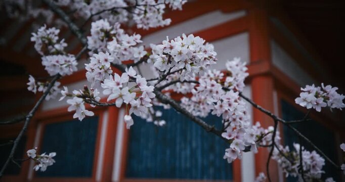 Cherry blossom branch in spring with Japanese torii gate in background - closeup