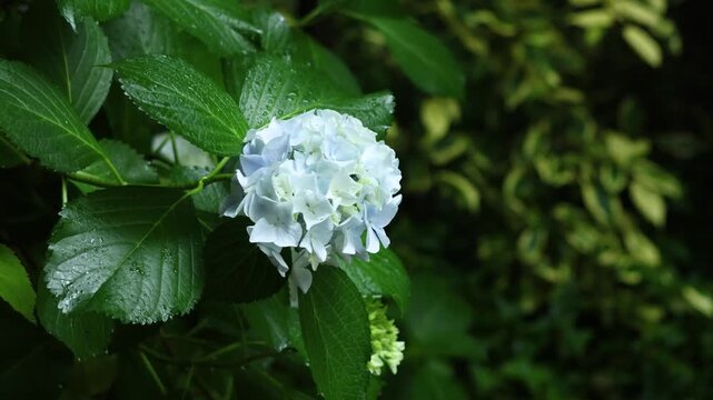 Blooming light blue hydrangea flower head with green leaves in a garden