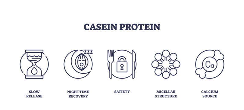 Casein protein icons depict slow release, nighttime recovery, satiety, micellar structure, and calcium source, transparent background. Outline icons set.