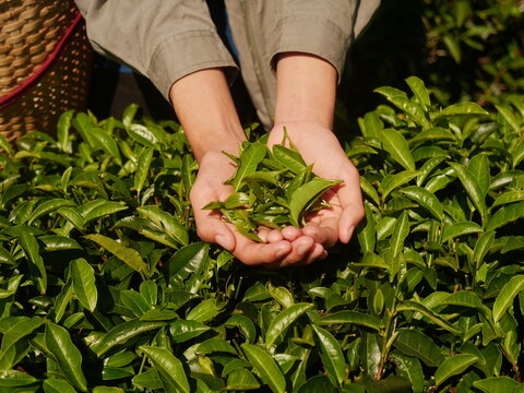 Man Hand holding harvest picking black green tea herbal agriculture. Woman work Black Tea farm harvest. hand harvest green tea tree picking bud young tender camellia sinensis leaves organic farm