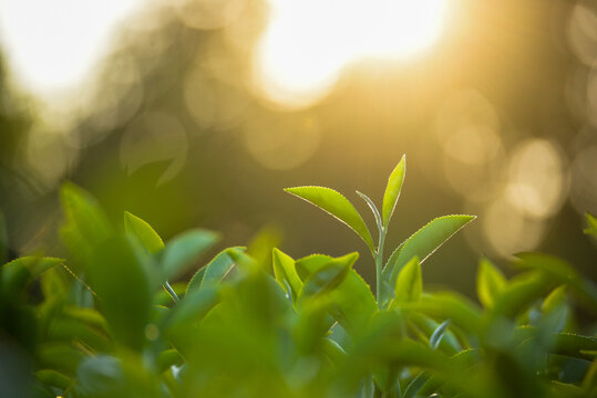 Close up Tree tea plant green nature in morning. Drinking organic relax heath plant. Tree tea plantations in morning sun light. Green tea tree farm. Fresh plantations mountain green landscape