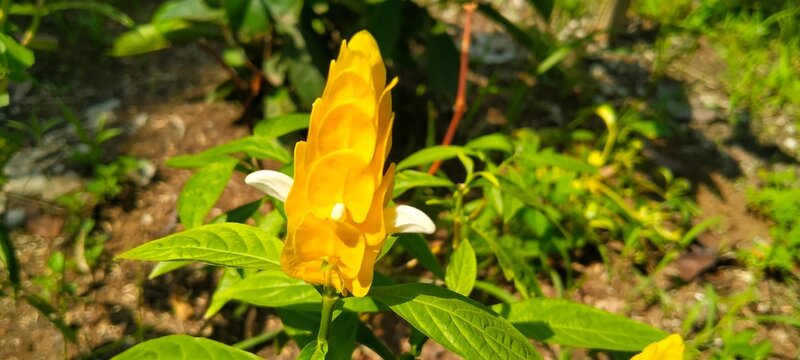 Macro shot of golden shrimp plant Pachystachys lutea flower spike with green leaves background