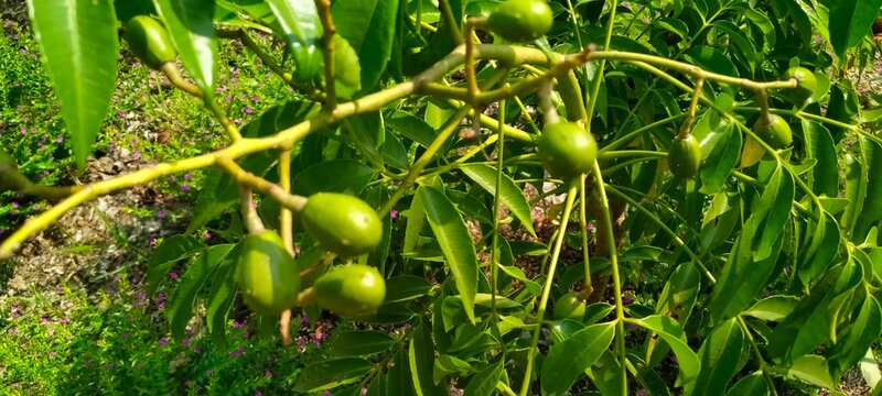 Small young green Spondias dulcis fruits hanging on tree branch in tropical plantation