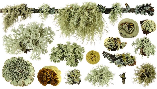 Variety of lichen on branch.