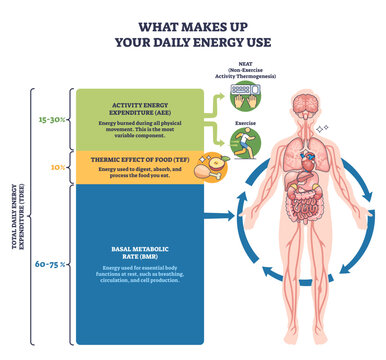 Daily energy use breakdown shows BMR, TEF, and activity shares of TDEE, with human body illustration, stacked blocks, and arrows guiding flow, transparent background.