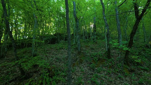 Lush green trees fill the forest scene. Ovcar Kablar Gorge. Balkans, Serbia