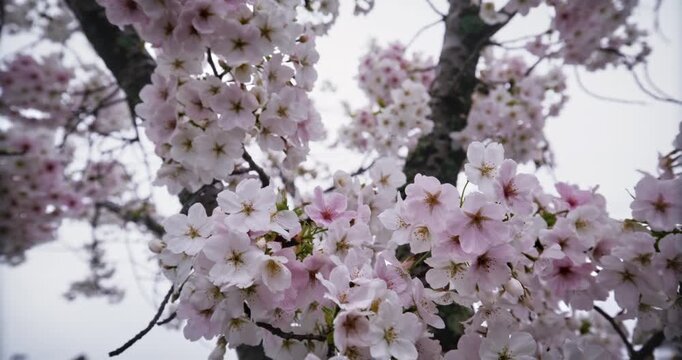 Smooth shot moving across beautiful spring cherry blossom branches, closeup