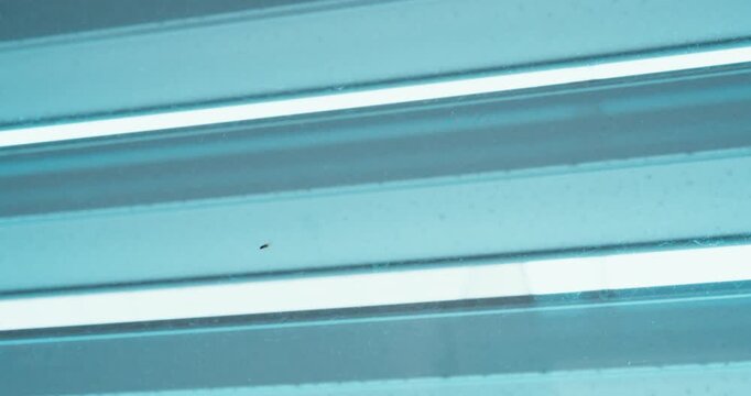 Close-up of a small fruit fly or flying insect resting on a window frame. Concept of household pests, insects indoors, hygiene, infestation, and home maintenance.