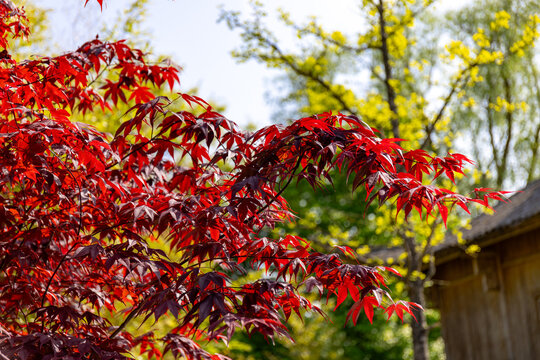 Red maple tree in the garden on a sunny day, close-up