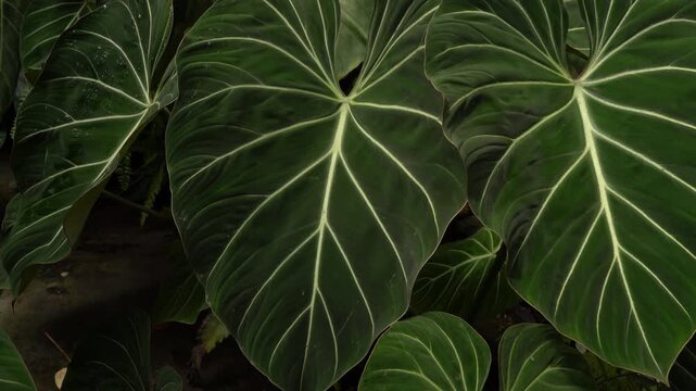 close up view Philodendron gloriosum leaves inside a tropical garden, green velvet leaves with bright white veins, 4k footage, camera moves slowly, heart leave indoor plants, nature vibe	
