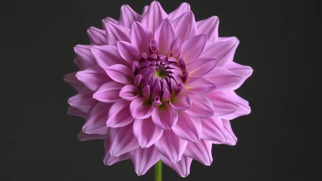 Elegant pink dahlia flower blooming gracefully against a dark background.