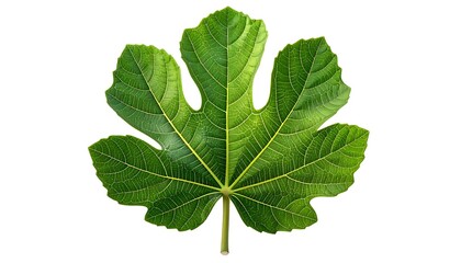 Obraz premium Green five-lobed plant leaf