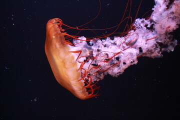 Translucent jellyfish swimming in dark ocean water. Marine life photography. © Karyna