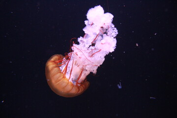 Translucent jellyfish swimming in dark ocean water. Marine life photography. © Karyna