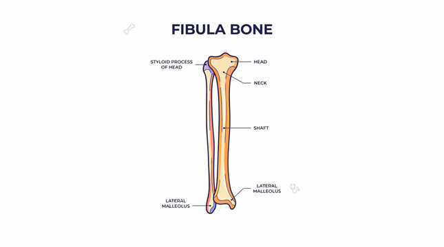 Detailed anatomical illustration of the human fibula bone with labeled parts.