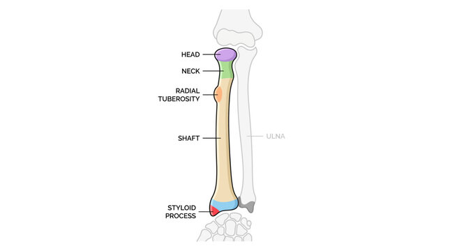 Anatomical diagram illustrating the human radius bone with labeled parts.