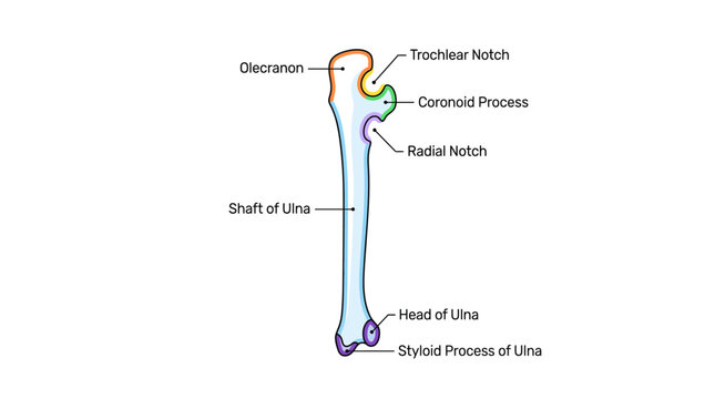 Anatomical diagram of the human ulna bone with labeled parts.
