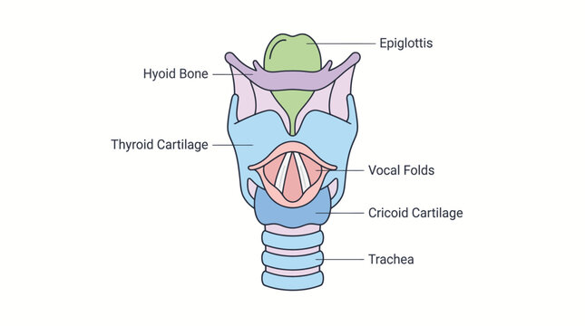 Anatomy of the human larynx and upper trachea showing vocal folds, epiglottis, hyoid bone, and various cartilages.