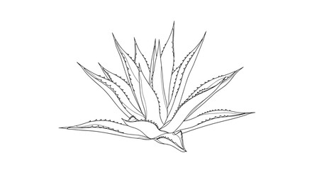 Fototapeta premium Agave plant line drawing illustration isolated on white background.