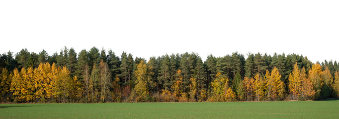 Obraz premium Landscape with forest and trees in autumn colours, isolated on white and transparent background