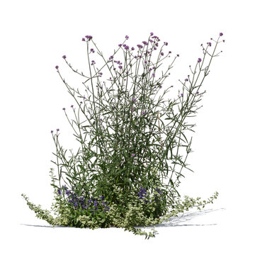Blooming Argentinian vervain, isolated on white and transparent background