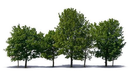 Obraz premium Group of green deciduous trees isolated on white and transparent background