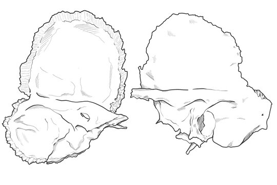 側頭骨　Temporal bone