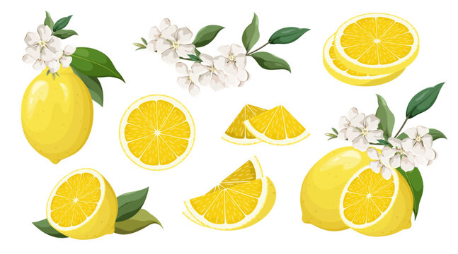 Set of ripe lemons with flowers on a white background. Summer fruits. Vector illustration.
