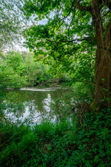 Obraz premium river in the woods