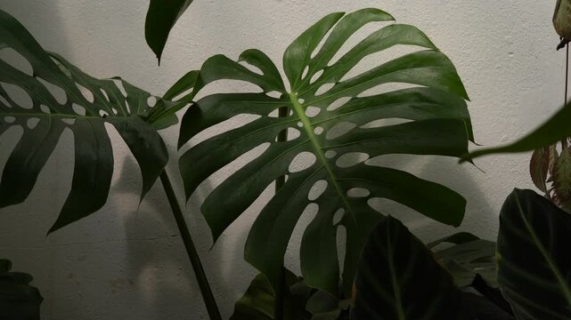 camera zoom out reveal Monstera leaves, swiss cheese plant, indoor garden, tropical vibe, 4k footage, white background