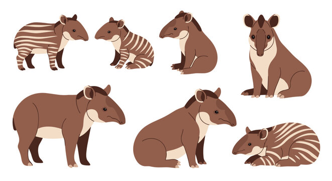 Takin and Zebra Animal Illustrations.